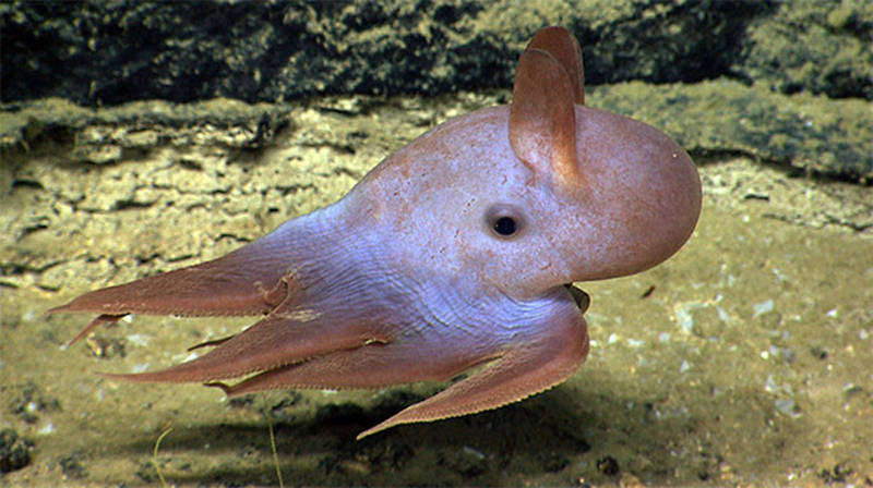 A dumbo octopus uses its ear-like fins to propel itself off of the seafloor.