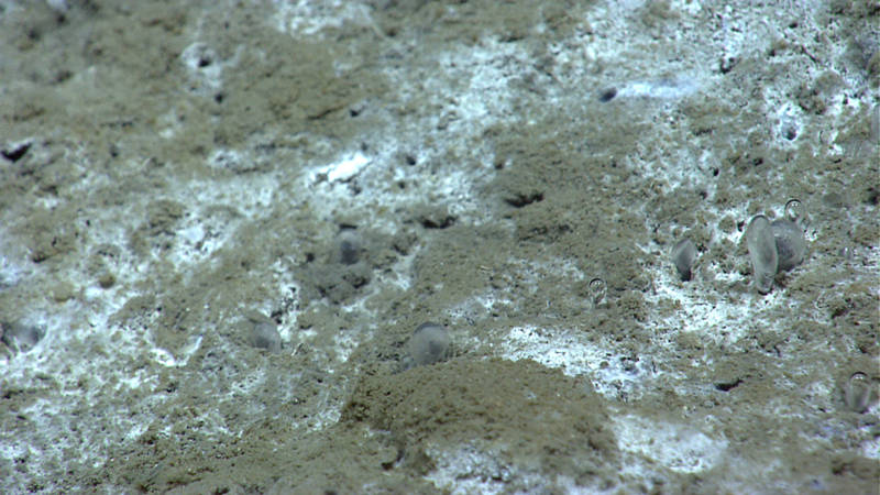 One of the best parts of the dive was when we saw a number of methane bubbles rise slowly enough from the sea floor that they  developed a “crust” of hydrates. A number of scientists have hypothesized that this happens when there are the right seafloor conditions, but to the best of our knowledge this was the first time this phenomena was captured on video. Needless to say our science team was very excited about this discovery.
