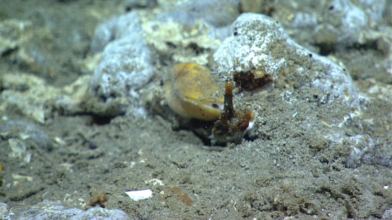  As ROV <em>Deep Discoverer</em> (D2) explored a dive site with a number of methane seeps, D2 imaged something truly exciting—a potential hydrate tube with both oil and gas bubble seepage.