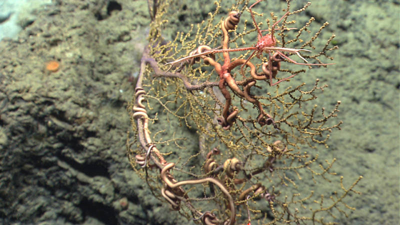 In a sea fan colony, a coral squat lobster shares its home with brittle stars.