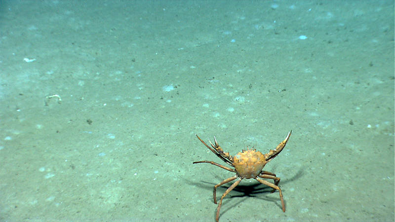 A golden crab, Chaceon fenneri, dares the ROV to come any closer.
