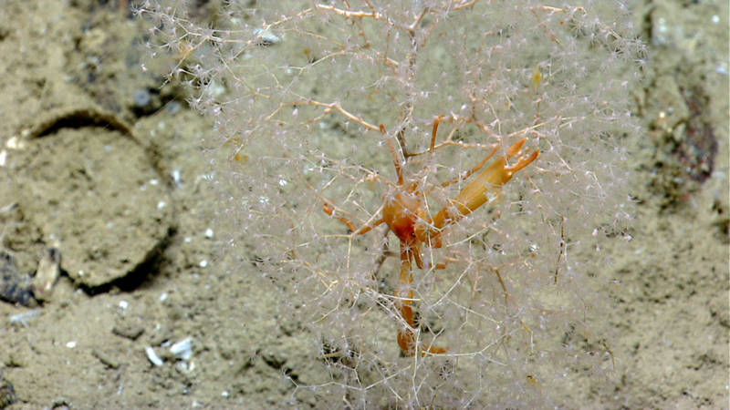 The flat-claw coral squat lobster (Uropthychus nitidus) always is found among the golden sea fan, Chrysogorgia sp.