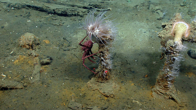 A king crab, a white anemone, and stoloniferous corals perch on ship hardware above the surrounding mud.