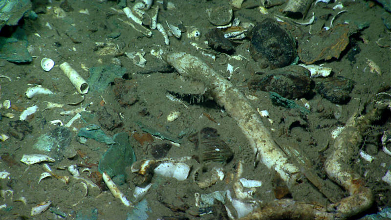 The tubes of shipworms litter areas once covered with wood.