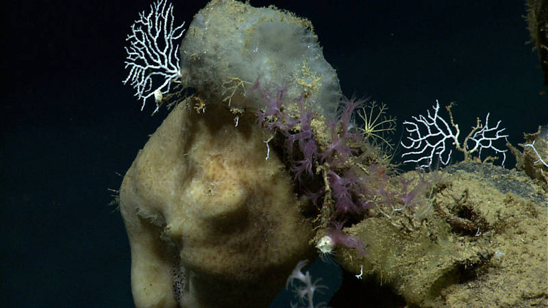 Corals, sponges, and crinoids – oh my! The yellow crinoid in the middle is likely a juvenile Monachocrinus caribbeus.