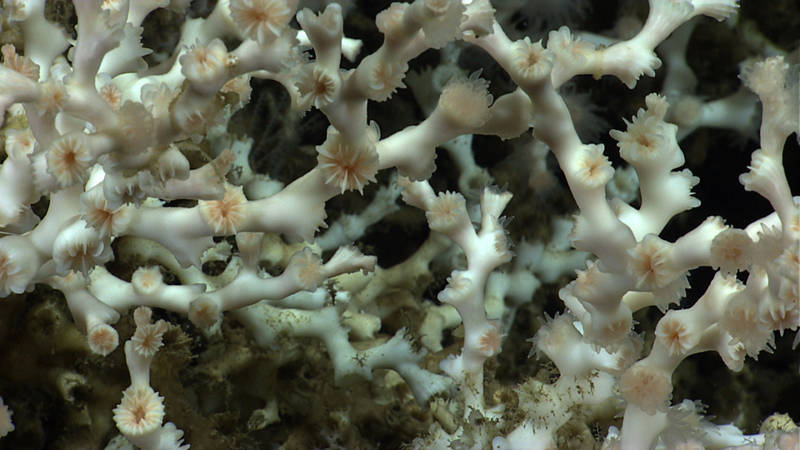Live Lophelia pertusa colony. The white color is the skeleton showing through, as the tissue is clear. Notice the fleshy tentacles on each polyp.