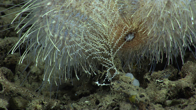 Pancake urchin eating a small octocoral colony.