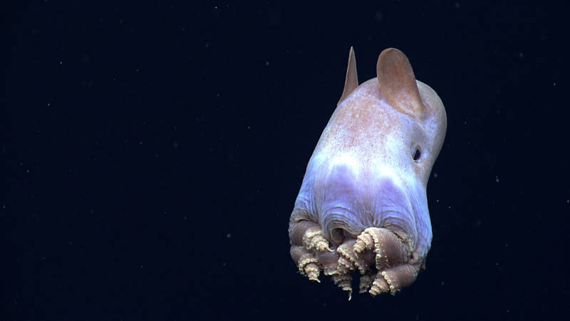This dumbo octopus displayed a body posture that has never before been observed in cirrate octopods.