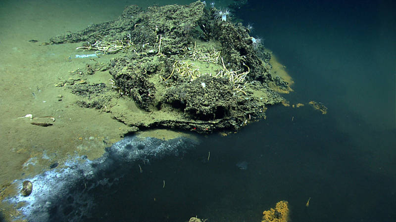 On Dive 02 of the 2014 Gulf of Mexico Expedition, ROV Deep Discoverer found an interesting brine pool. Brine seeps are common in the Gulf of Mexico, but brine pools of this size (up to 10 meters wide and ~100 meters long) are not common. They are caused by seepage from salt bodies below the surface sediments and often are associated with hydrocarbon seeps. Around the shores of this brine pool we found anemones, fish, corals, sea stars, crustaceans, and tube worms. Pictured here are tube worms and anemones on a carbonate outcrop next to the brine pool.