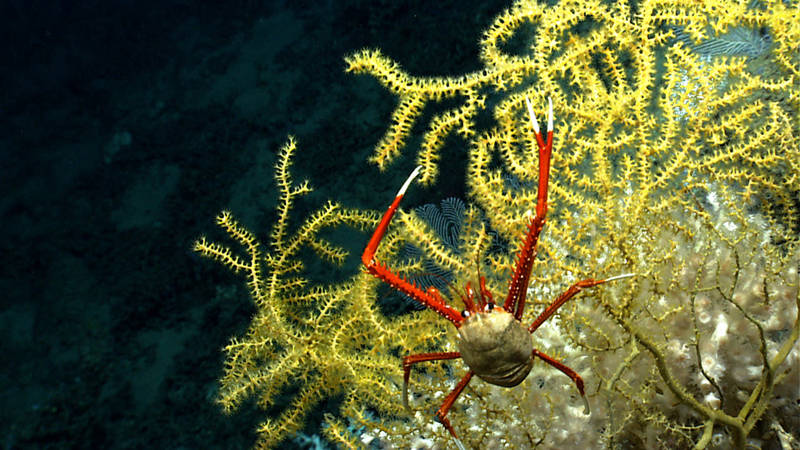 A squat lobster resides on an octorcoral. In the background you can see a colony of Lophelia, the predominant coral in this area of the West Florida Escarpment.