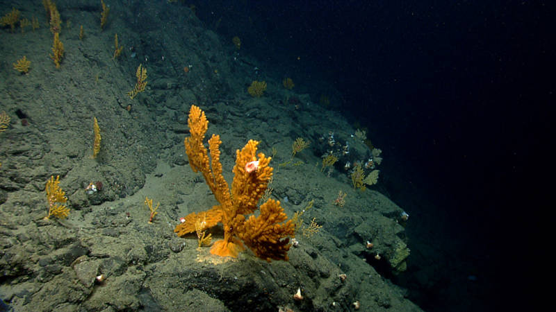 Several paramuriceid seafans (octocorals) live near the edge of a cliff wall at 1,136 meters depth in Oceanographer Canyon. Sea anemones, brittle stars, and barnacles live among the branches of the corals.