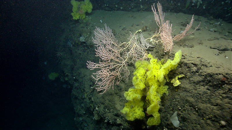 A large Jasonisis bamboo coral, re-growing upwards after falling over, and yellow-green glass sponges grow from the edge of a small sediment-covered ledge at 1368 meters depth in Nygren Canyon.