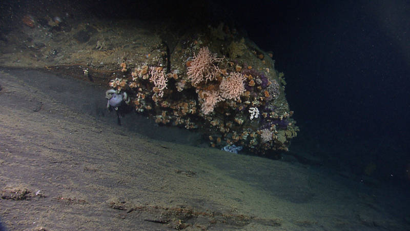 Currents sweep past an overhang of rock at 1,152 meters depth in Oceanographer Canyon, creating an ideal microhabitat for a deep-water coral community and a couple of octopods.