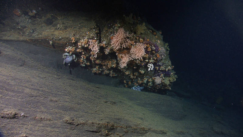 Currents sweep past an overhang of rock in Oceanographer Canyon.