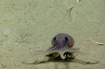 View the education lessons and associated resources prepared for the Okeanos Explorer Northeast U.S. Canyons 2013 expedition.