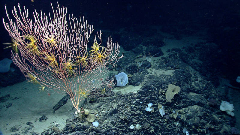 During the Northeast U.S. Canyons Expedition 2013, ROV Deep Discoverer investigated Mytilus Seamount. Corals were diverse on Mytilus Seamount, but the composition and abundance of corals differed between the north and south side of the seamount. We observed this colony of Jasonisis, a bamboo coral, with numerous crinoid associates.