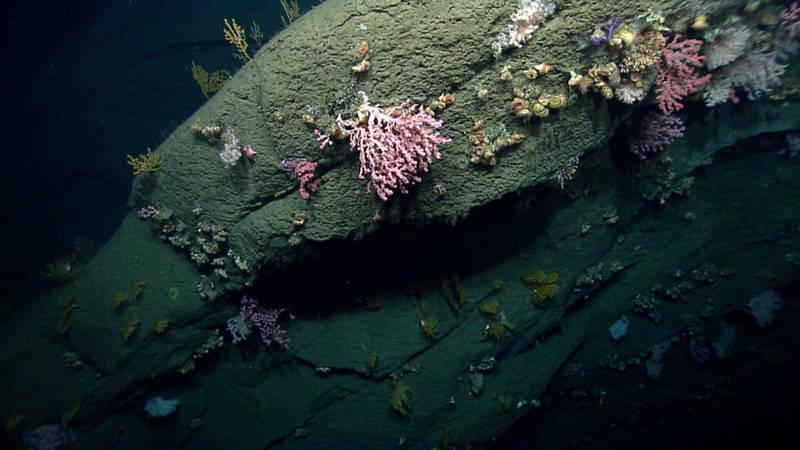 Diverse deep-sea coral and sponge habitats were imaged in the canyons explored during the Northeast U.S. Canyons Expedition 2013. In this image from Hydrographer Canyon, a rock face is shown with a diversity of octocorals (soft corals and sea fans) and cup corals.