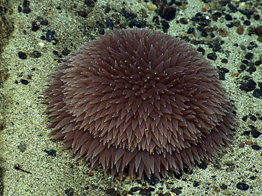 Dive 11 - Physalia Seamount