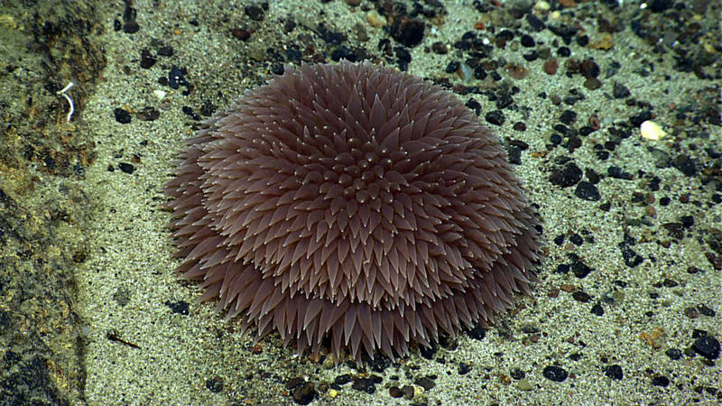 A highlight of Dive 11 was this pompom anemone, the first one we have seen on this cruise.