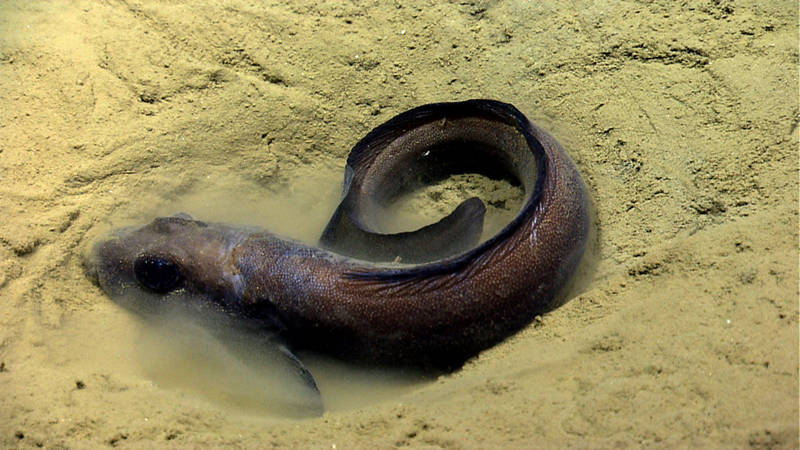 An eel pout burrows into the soft sediment on the seafloor of Ryan Canyon.