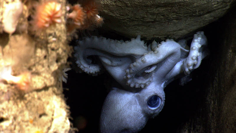 Here an octopus mother protects her eggs in Hendrickson Canyon. If you looks closely you can see the eyes of the baby octopus through the egg.