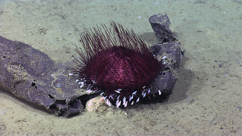 A pancake urchin (Hygrosoma sp.) moves across some discarded human debris. McMaster Canyon had the most evidence of anthropogenic impact that we have seen yet on this expedition.