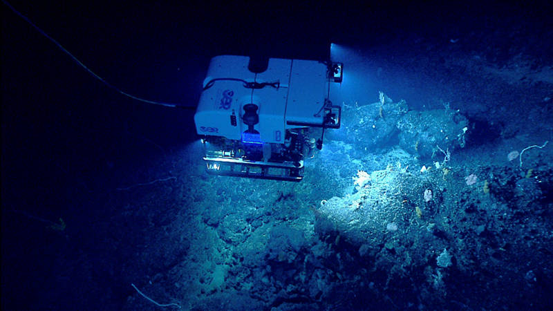 ROV Deep Discoverer investigates a diverse deep sea coral habitat on Retriever Seamount.