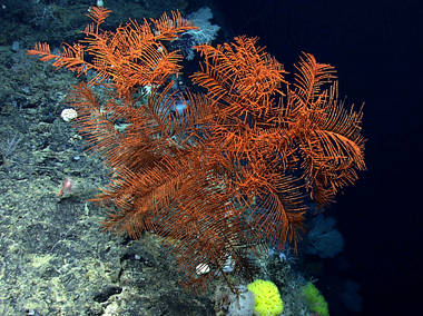 Dive 08 - Gosnold Seamount