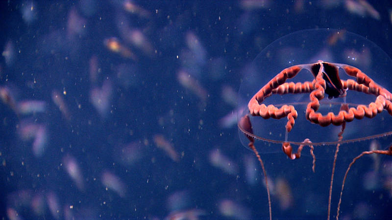 One of the highlights of the dive, D2 imaged a beautiful hydromedusa in Washington Canyon. Hydromedusa have red-tinted stomachs to camouflage any bioluminescence exhibited by their prey.