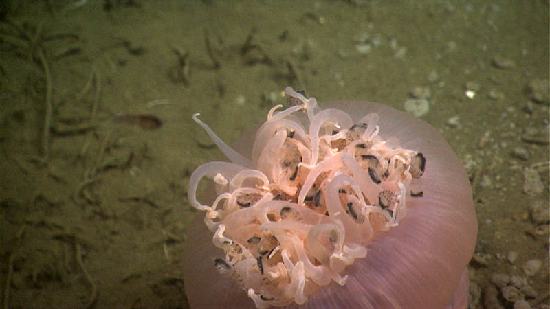 ROV Deep Discoverer’s lights drew a swarm of small crustaceans, and this anemone took full advantage of the free meal. Here amphipods are captured by the specially adapted stinging cells, called nematocysts, on the anemone’s tentacle.