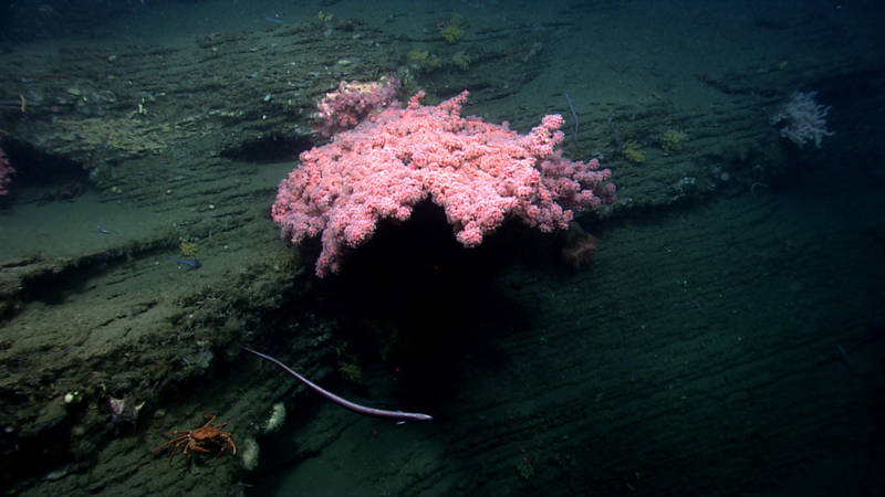 One of the large colonies of bubblegum coral ROV Deep Discoverer imaged in Norfolk Canyon.