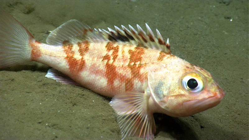 One of the many blackbelly rosefish ROV Deep Discoverer encountered in Washington Canyon.