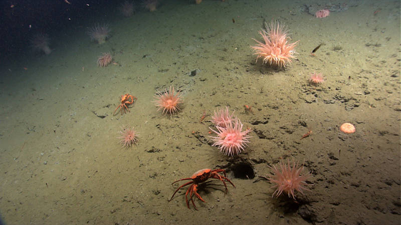 Soft sedimented seafloor with anemones and red crabs was a typical landscape of the area we surveyed in Washington canyon.