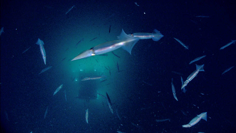 Camera Sled Seirios encounters a school of squid while ROV Deep Discoverer investigates Washington Canyon.