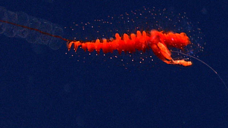 Siphonophores are regular visitors in the midwater.
