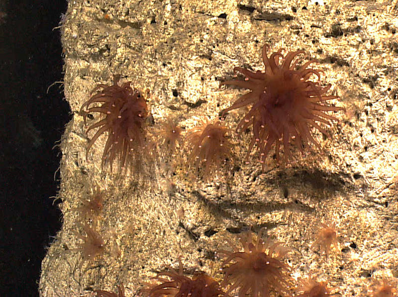 A cluster of corallimorphs on a steep wall at 1,490 meters depth in Hendrickson Canyon. The corallimorph polyps have somewhat translucent tissue and white knobs at the tips of the tentacles that house dense clusters of the stinging nematocysts.