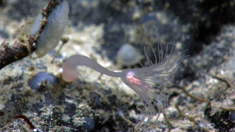 A giant solitary hydroid at 2,046 meters depth on Kelvin Seamount.