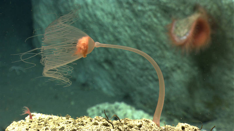 Benthic cnidarians come in all different shapes and sizes. Pictured here is a small Anthomastus octocoral (left), a solitary hydroid (center), and a flytrap anemone (background on the right).