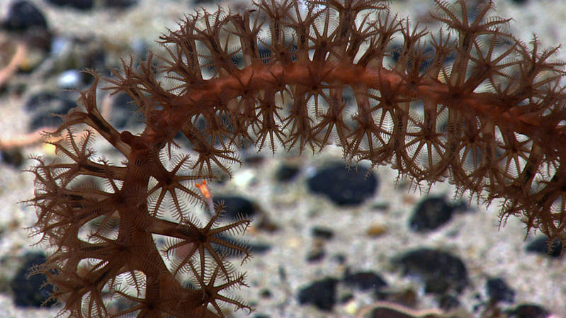 Close-up of a sea pen colony at 2023 meters depth on Retriever Seamount. Sea pens are octocorals and the characteristic eight pinnate tentacles are plainly visible in this image. The dark line running down below the tentacles of each polyp is the pharynx, connecting the mouth to the bag-like digestive cavity. A mysid shrimp (“possum shrimp”) is swimming by the colony.
