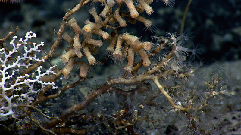 A colony of sand-colored zoanthid polyps overgrows an octocoral skeleton at 2,046 meters depth on Kelvin Seamount (the bright white branches on the left are the only remaining living tissue of the octocoral, Corallium). The columns of the polyps are rough-looking due to the sand and mud grains and other debris embedded in the tissue of the zoanthid.