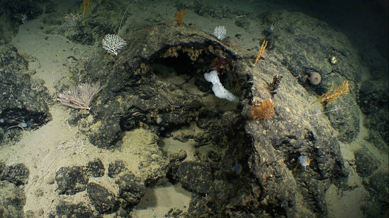 #4 - Kelvin Seamount Pillow Lava Drainbacks.