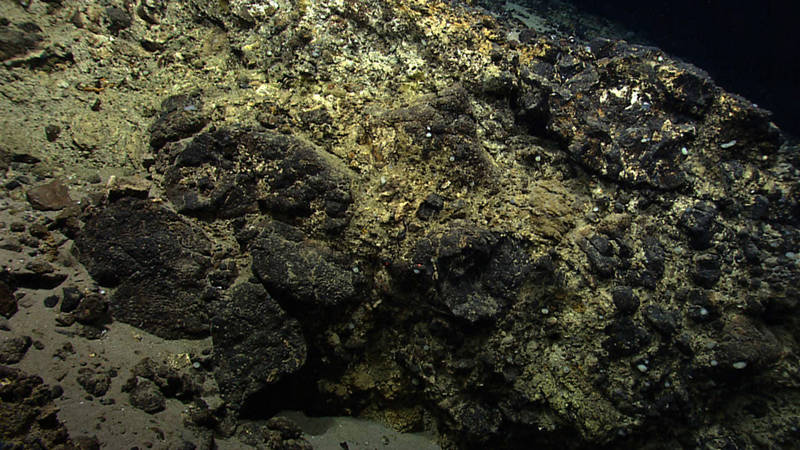 Physalia Seamount Volcaniclastic Breccias: Fragmental volcanic material is a major component of most seamounts, so I was surprised that on the cruise so far we had only seen lava flows. Seeing the breccias at Physalia was an exciting change. At one outcrop, pillow lavas appeared to have been extruded into or under a pre-existing breccia pile. This site takes first place for geology moment because this is exactly the sort of puzzle I enjoy solving – using outcrop observations to piece together how a seamount edifice evolves over time.