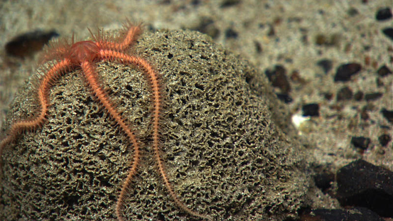Throughout our dive on Retriever Seamount, we encountered several xenophyophores (giant unicellular organisms), many of which had brittle stars resting on top.