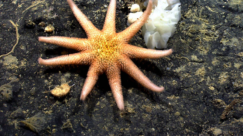 A rare sun star on Gosnold Seamount.