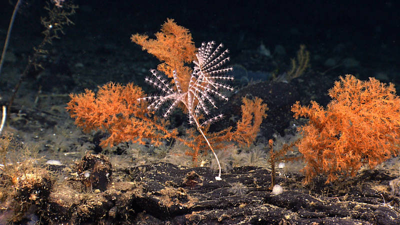 Here, two colonies of black coral have made their home next to a spiraled Iridogorgia octocoral.