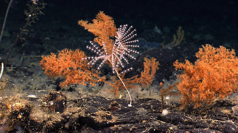 Here, two colonies of black coral have made their home next to a spiraled Iridogorgia octocoral. 