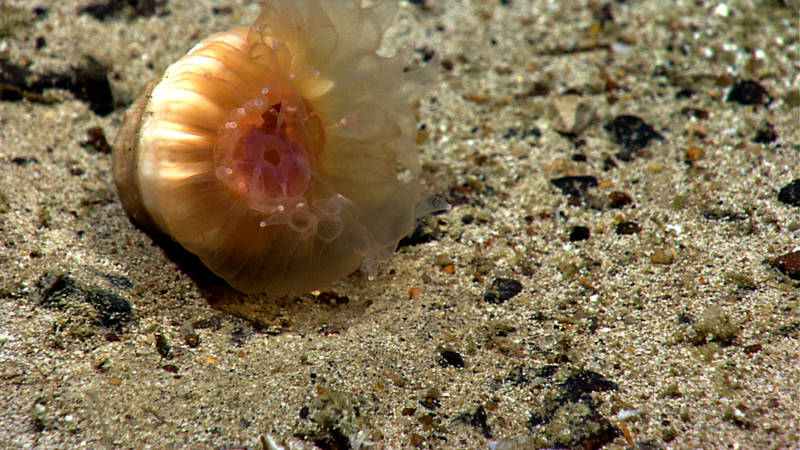 During ROV Deep Discover's transit today, we imaged a cup coral that had recently captured a small jellyfish for its next meal. These deep-sea corals usually eat whatever falls from above or comes close enough for them to capture with their tentacles.