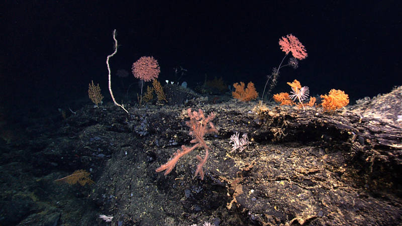 One spectacular hard rock area had a very high coral diversity during this dive. This one image has bamboo corals, black corals, and octocorals, all living together to form a community.