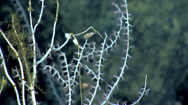 These barnacles living on a bamboo coral (Isidella) were quickly identified as belonging to the genus Glyptelasma by Dr. Les Watling (University of Hawaii) who typed the identification into the instant messaging chatroom (“eventlog”) as we imaged them.