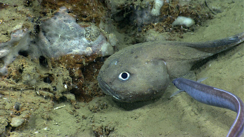 We spotted this interesting looking fish in Phoenix Canyon at 1109 meters depth on dive #1. Dr. Peter Auster (University of Connecticut and Sea Research Foundation - Mystic Aquarium), one of our participating shore-based scientists, called the ROV control room via the dedicated conference line to let us know it was a Fathead (Cottunculus sp.).